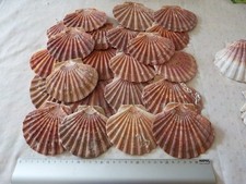 Lot coquilles saint d'occasion  Saint-Aubin-sur-Mer