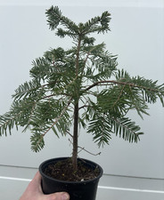 Abies grandis evergreen for sale  WIGTON