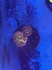Stratosphere zoa zoanthid for sale  Dearborn Heights
