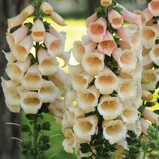 Foxglove digitalis apricot for sale  BELLSHILL