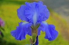 Tall bearded iris for sale  Fairview