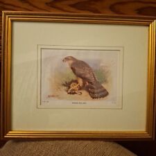 Framed vintage bird for sale  CHESTER