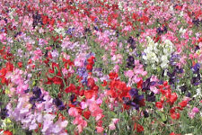 Sweet pea dwarf for sale  SALISBURY