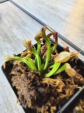 Two young darlingtonia for sale  Fresno