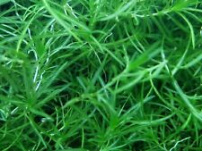 Guppy grass najas for sale  CREDITON