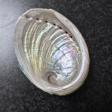 Abalone shell natural for sale  HARROW