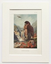 Archibald thorburn common for sale  NORWICH