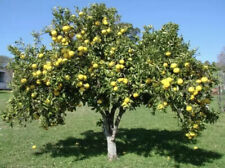 White grape fruit for sale  USA
