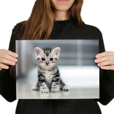 Grey tabby bengal for sale  SELBY