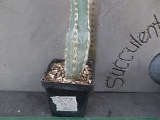 Pilosocereus glaucescens 377 for sale  Deland