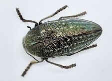 buprestidae gebraucht kaufen buprestidae gebraucht kaufen Wadern