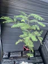 Bald cypress tree for sale  Martin