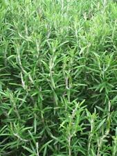 Organic herb rosemary for sale  SALISBURY