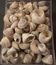 Collection coquillage gibbula d'occasion  Champigny-sur-Marne
