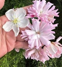 Pelargonium lia poetry for sale  WINSCOMBE