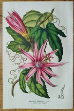 Passionflower tacsonia van d'occasion  Expédié en Belgium