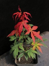 Acer palmatum bloodgood for sale  Rochester