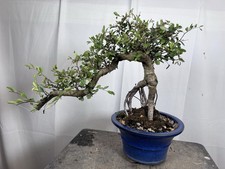 Chinese elm bonsai for sale  Arlington