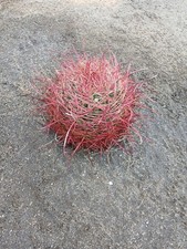 Cactus barrel fireball for sale  Thousand Palms