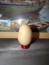Casca de ovo soprada frango (Galus galus domesticus) comprar usado  Enviando para Brazil