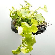 Aquarium java moss for sale  ACHARACLE