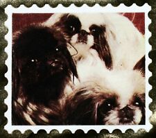 Lhassa apso shin d'occasion  Venelles