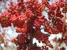 Pistacia terebinthus terebinto usato  Napoli