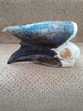 Taxidermy skeleton bones for sale  SAXMUNDHAM