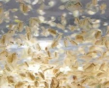 500ml daphnia magna usato  Vicovaro