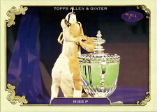 Miss stars show for sale  SPALDING