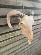 Real sheep skull for sale  CONSETT