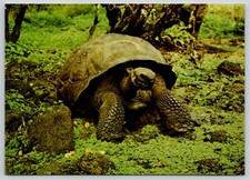 Postcard galapagos tortoise d'occasion  Expédié en Belgium