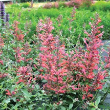 Agastache kudos coral for sale  LLANDYSUL