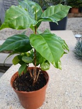 Coffee plant fragrant for sale  TEMPLECOMBE