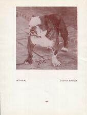 English bulldog old for sale  COLEFORD