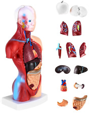Pezzi modello anatomia usato  Roma