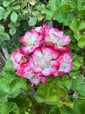 Geranium double white for sale  Simi Valley