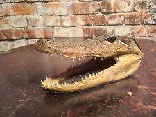 Vintage alligator salt for sale  NORWICH