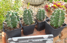 Echinocereus coccineus var gebraucht kaufen  Mönchengladbach
