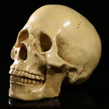 Cranio umano modello usato  Spedire a Italy
