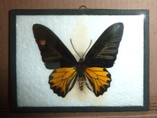 Large butterfly mounted for sale  Westmont