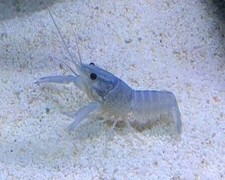 Blue electric crayfish for sale  Gerrardstown