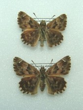 Pair mallow skipper for sale  FOLKESTONE