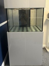 Marine reef fish for sale  BILLINGHAM