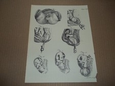 Estampa de gravura antiga bebê nascimento útero anatomia século 18 19 Andrew Bell comprar usado Estampa de gravura antiga bebê nascimento útero anatomia século 18 19 Andrew Bell comprar usado  Enviando para Brazil