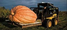 Courge géante géant d'occasion  Expédié en France