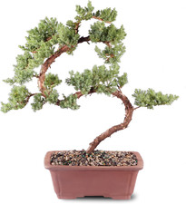 Dt4002gmj outdoor bonsai for sale  Los Angeles