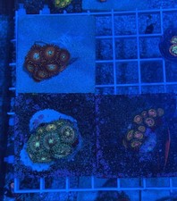 Pack zoanthid coral for sale  Staten Island