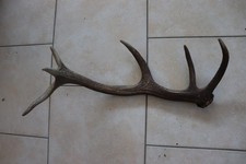 Abwurfstange geweihstange hirs gebraucht kaufen  Grainau
