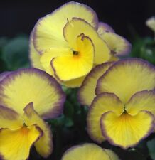 Viola etain plug for sale  LONDON